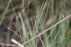 Eleocharis gracilis