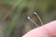 Eleocharis gracilis
