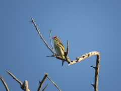 Pogoniulus pusillus pusillus