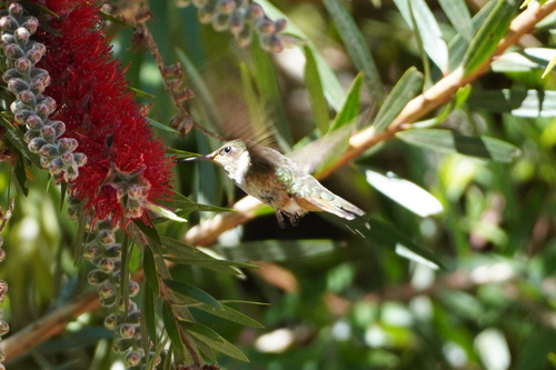 Volcano Hummingbird (Selasphorus flammula), photo 8
