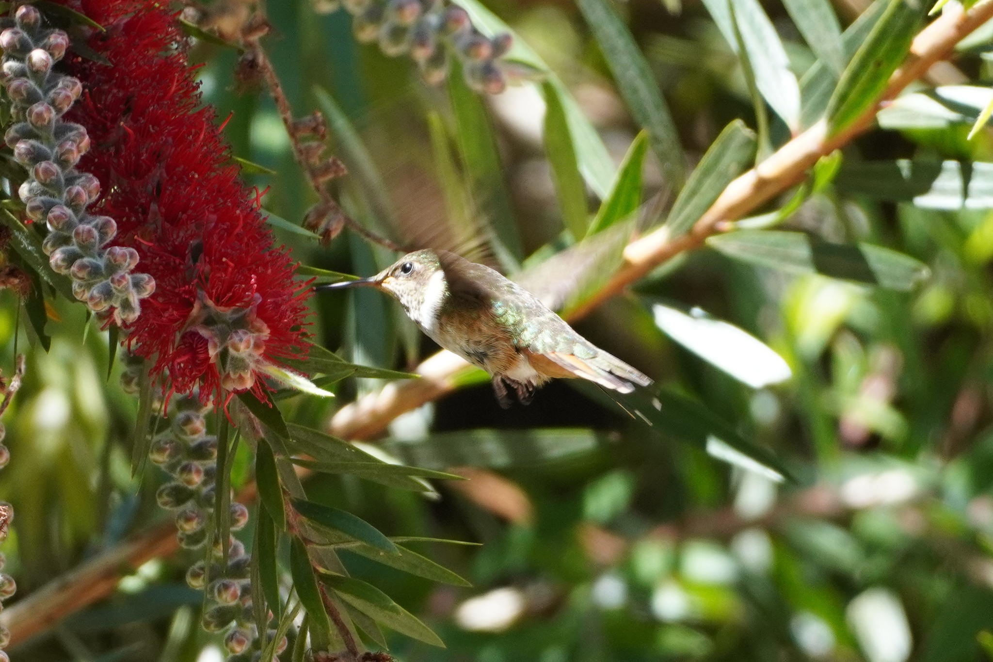Volcano Hummingbird (Selasphorus flammula), photo 8