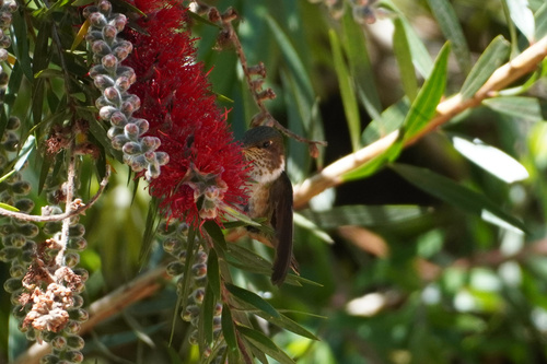Volcano Hummingbird (Selasphorus flammula), photo 7