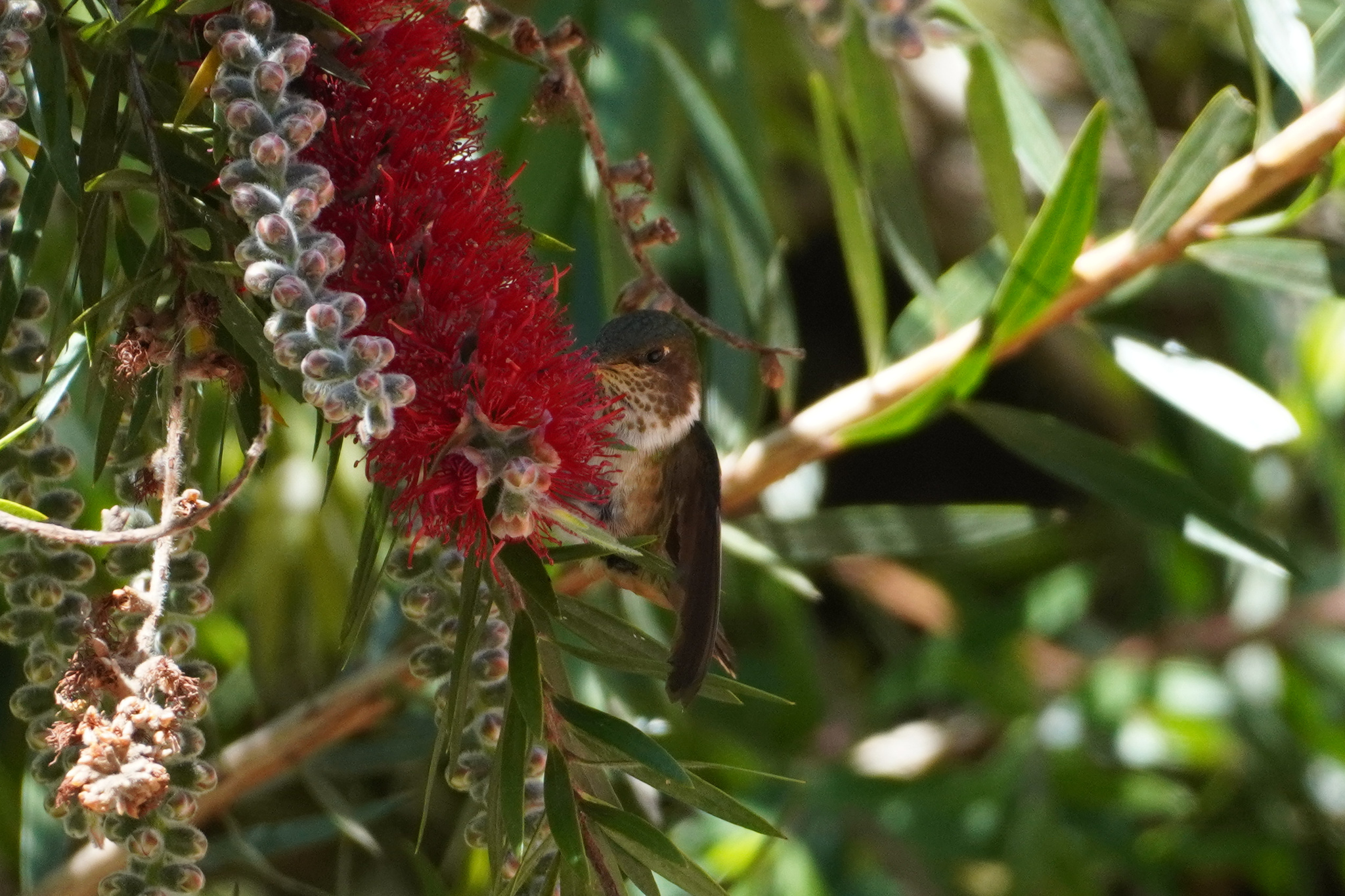 Volcano Hummingbird (Selasphorus flammula), photo 7
