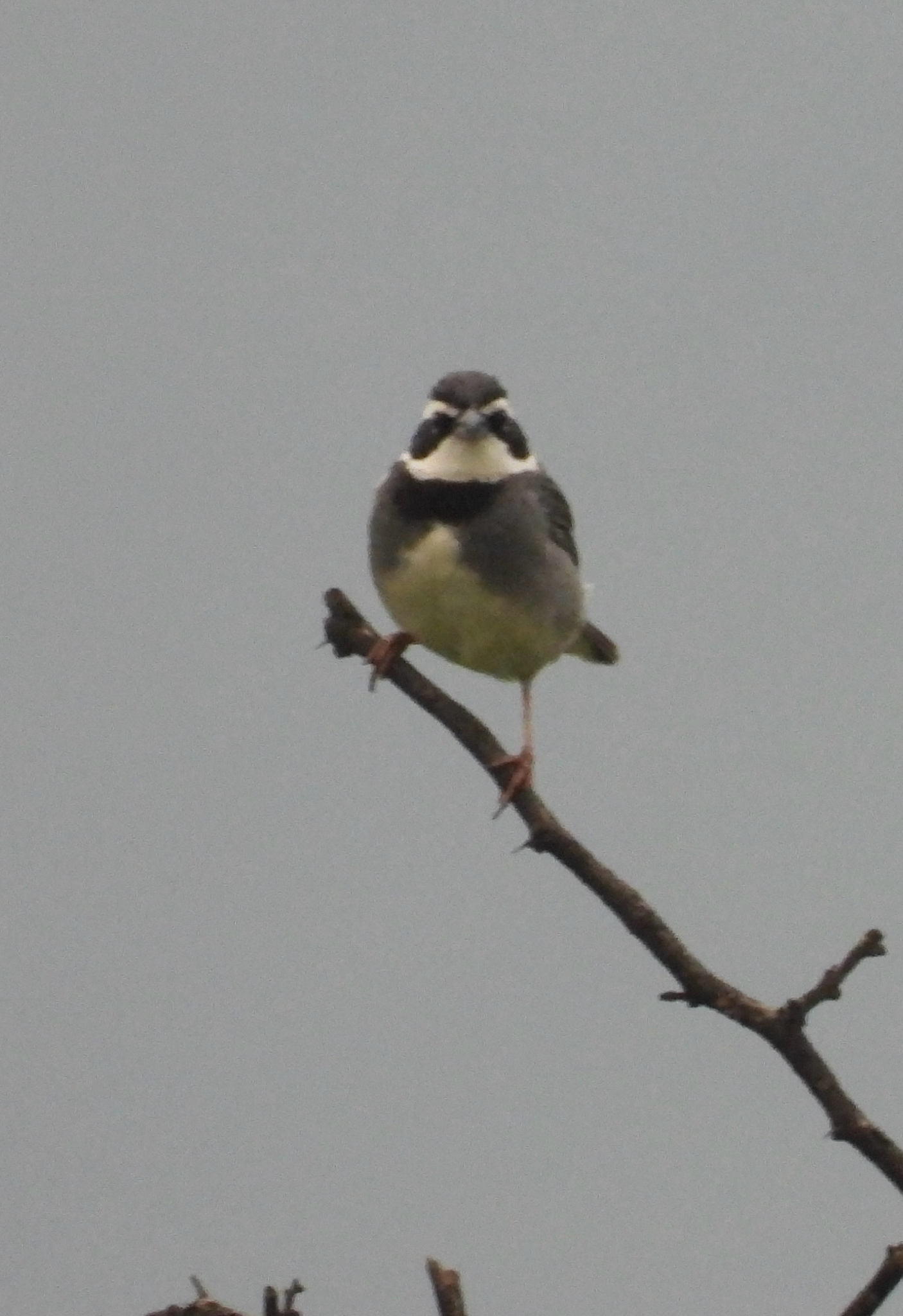 Collared Warbling Finch (Poospiza hispaniolensis), photo 3