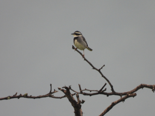 Collared Warbling Finch (Poospiza hispaniolensis), photo 4