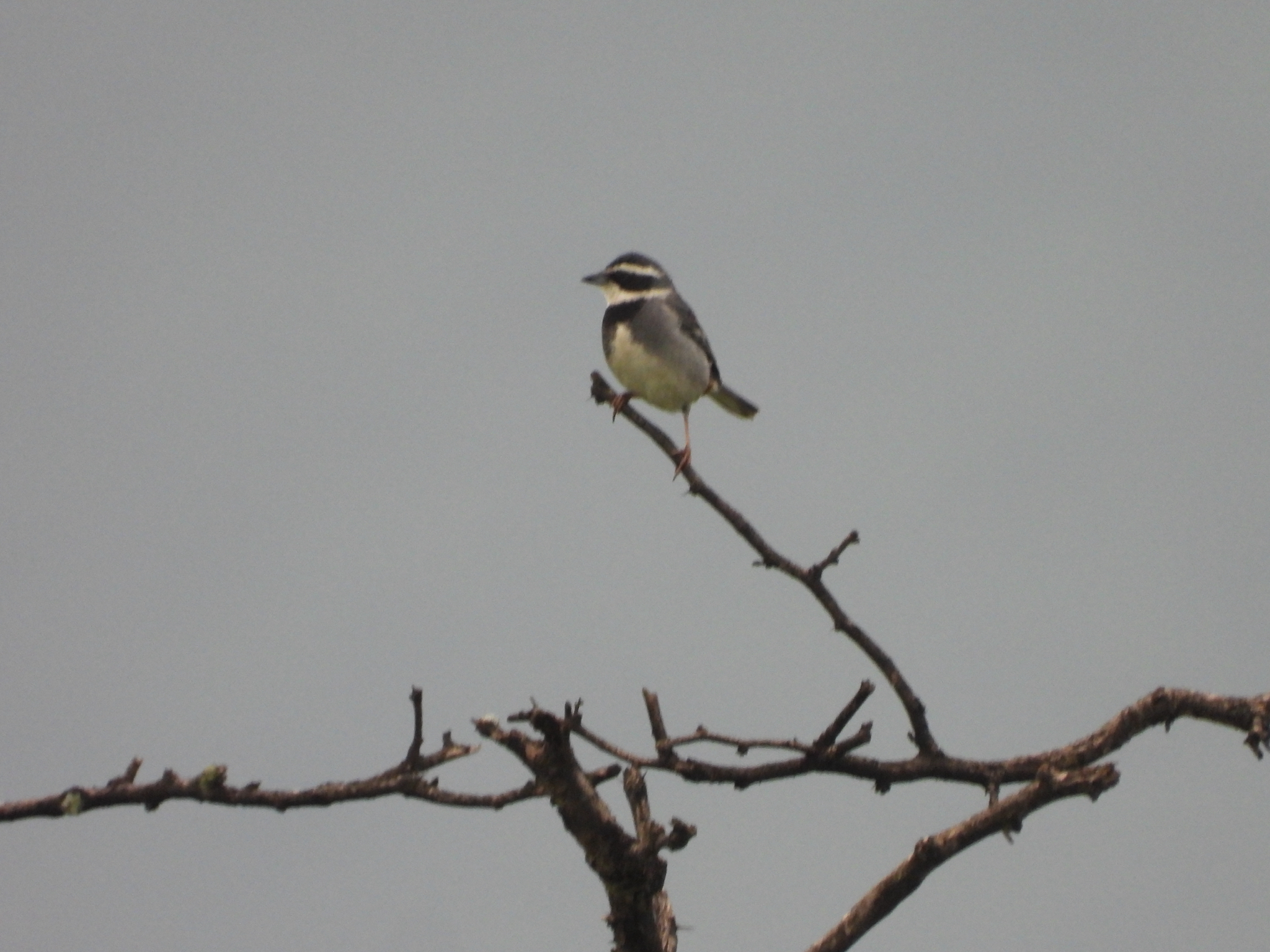Collared Warbling Finch (Poospiza hispaniolensis), photo 4