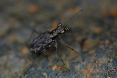 Polyrhanis vitiensis