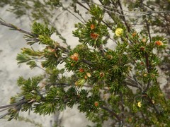 Phyllota pleurandroides