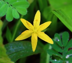 Hypoxis aurea