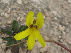 Goodenia arguta