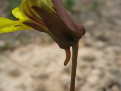 Goodenia arguta