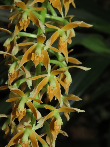 Epidendrum acuminatum Ruiz & Pav.