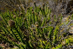 Phylica harveyi