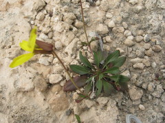 Goodenia arguta