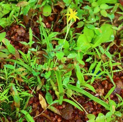 Hypoxis aurea