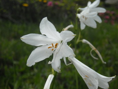 Paradisea liliastrum