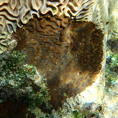 Terpios hoshinota