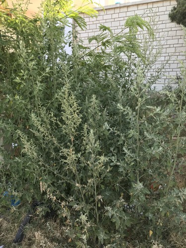 Chenopodium betaceum image