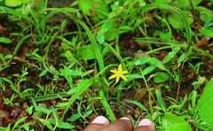 Hypoxis aurea