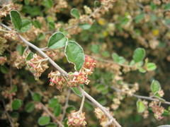 Pomaderris paniculosa