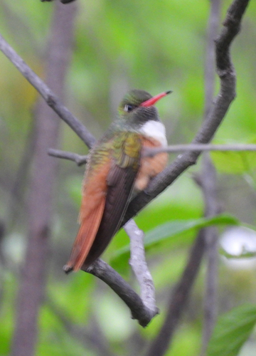 Amazilia Hummingbird (Amazilis amazilia), photo 8