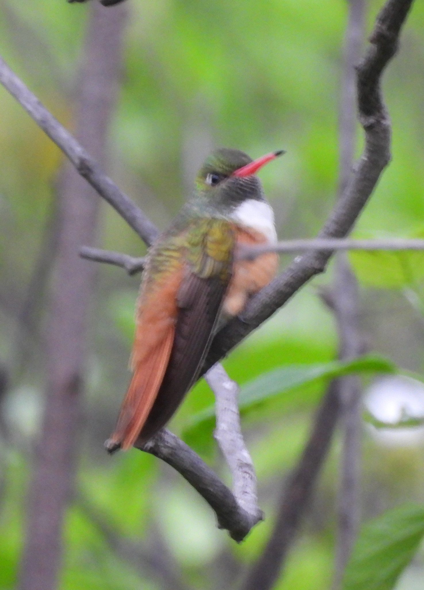 Amazilia Hummingbird (Amazilis amazilia), photo 8