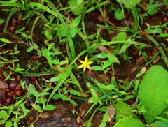 Hypoxis aurea