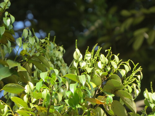 Castanopsis sieboldii iNat (3)