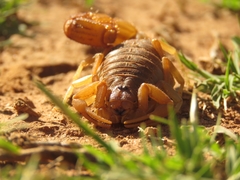 Parabuthus planicauda