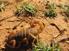 Parabuthus planicauda