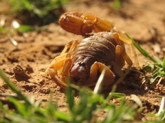 Parabuthus planicauda