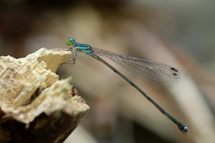 Nesobasis longistyla