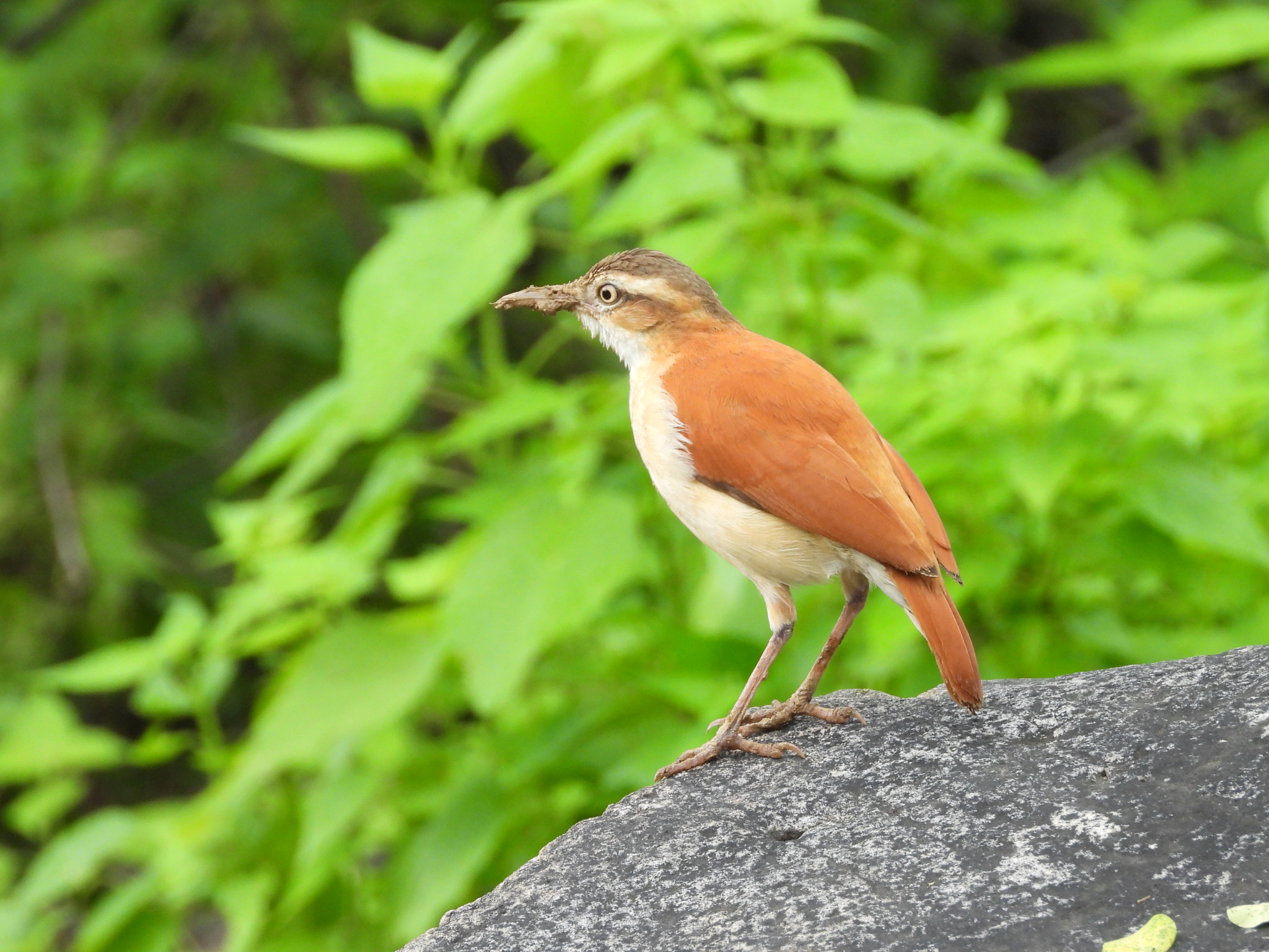 Pale-legged Hornero (Furnarius leucopus), photo 6