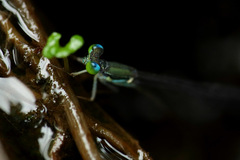 Nesobasis longistyla
