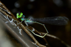 Nesobasis longistyla