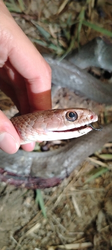 Neotropical Whip Snake