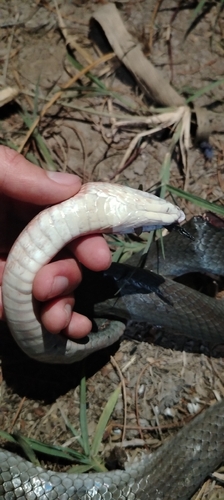 Neotropical Whip Snake