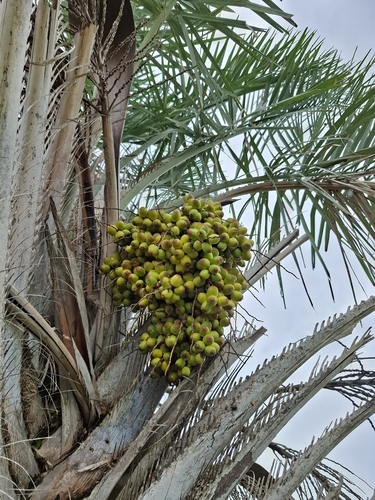 ouricury palm (Syagrus coronata)