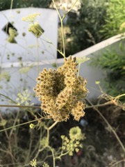 Daucus carota image