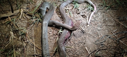 Neotropical Whip Snake