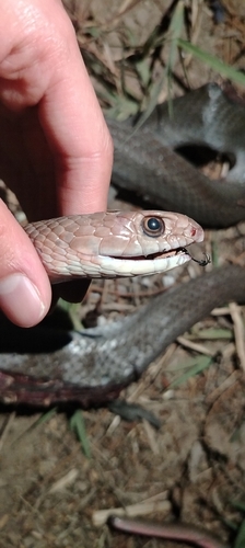 Neotropical Whip Snake