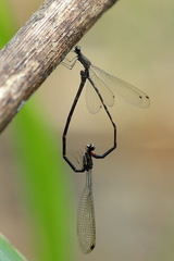 Melanesobasis flavilabris