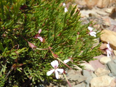 Pelargonium laevigatum laevigatum