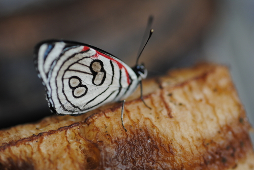 Number Eighty photo 4