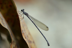 Melanesobasis flavilabris