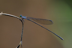 Nesobasis longistyla