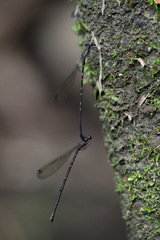 Melanesobasis flavilabris