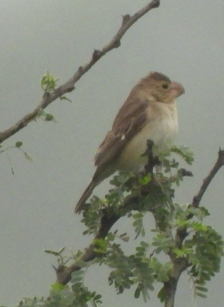 Parrot-billed Seedeater (Sporophila peruviana), photo 6