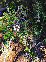 Leptospermum rupestre