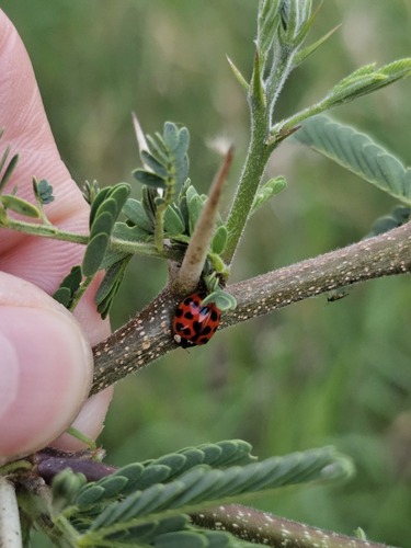 Asian Lady Beetle